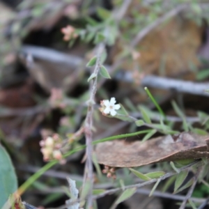 Leucopogon virgatus at Acton, ACT - 6 Aug 2022