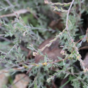 Leucopogon virgatus at Acton, ACT - 6 Aug 2022