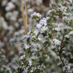 Leucopogon microphyllus var. pilibundus at Acton, ACT - 6 Aug 2022 12:57 PM