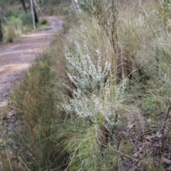 Leucopogon microphyllus var. pilibundus at Acton, ACT - 6 Aug 2022 12:57 PM