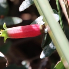 Correa reflexa (Common Correa, Native Fuchsia) at Guerilla Bay, NSW - 6 Aug 2022 by LisaH