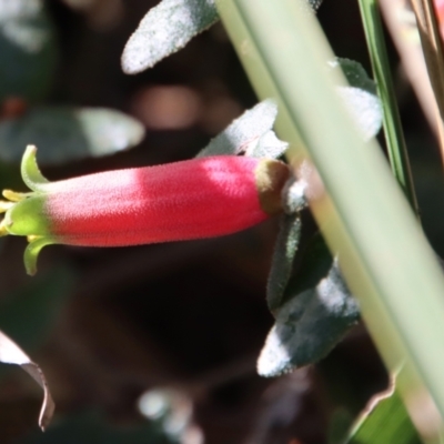 Correa reflexa (Common Correa, Native Fuchsia) at Guerilla Bay, NSW - 6 Aug 2022 by LisaH