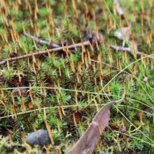 Polytrichum at Acton, ACT - 6 Aug 2022