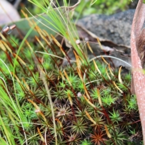 Polytrichum at Acton, ACT - 6 Aug 2022 01:01 PM