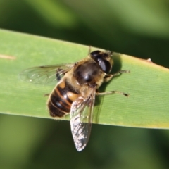 Eristalis tenax (Drone fly) at Guerilla Bay, NSW - 6 Aug 2022 by LisaH