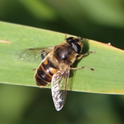 Eristalis tenax (Drone fly) at Guerilla Bay, NSW - 6 Aug 2022 by LisaH