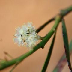 Acacia suaveolens (Sweet Wattle) at Guerilla Bay, NSW - 6 Aug 2022 by LisaH