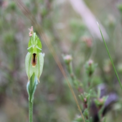Bunochilus umbrinus (ACT) = Pterostylis umbrina (NSW) (Broad-sepaled Leafy Greenhood) by Tapirlord