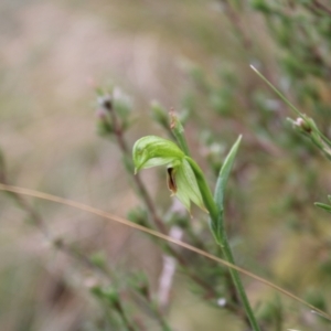 Bunochilus umbrinus (ACT) = Pterostylis umbrina (NSW) at suppressed - suppressed