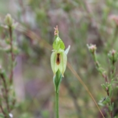 Bunochilus umbrinus (ACT) = Pterostylis umbrina (NSW) at suppressed - suppressed