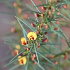 Daviesia acicularis (Sandplain Bitterpea) at Moruya, NSW - 6 Aug 2022 by LisaH