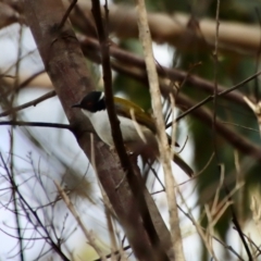 Melithreptus lunatus (White-naped Honeyeater) at Broulee, NSW - 6 Aug 2022 by LisaH