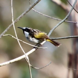 Phylidonyris niger at Broulee, NSW - suppressed