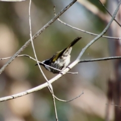 Phylidonyris niger at Broulee, NSW - suppressed