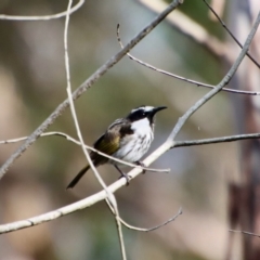 Phylidonyris niger at Broulee, NSW - suppressed