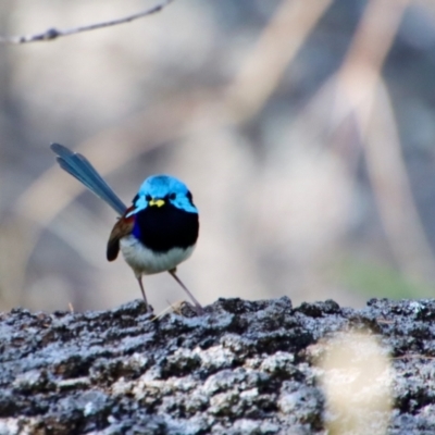 Malurus lamberti (Variegated Fairywren) at Guerilla Bay, NSW - 6 Aug 2022 by LisaH