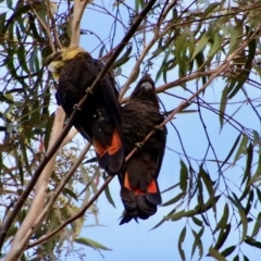 Calyptorhynchus lathami (Glossy Black-Cockatoo) at Moruya, NSW - 6 Aug 2022 by LisaH