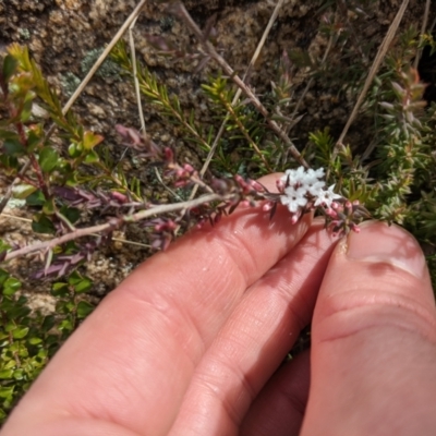 Styphelia attenuata (Small-leaved Beard Heath) at Tennent, ACT - 6 Aug 2022 by WalterEgo