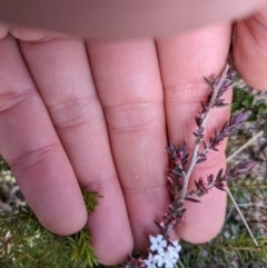 Leucopogon attenuatus at Tennent, ACT - 6 Aug 2022