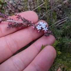 Leucopogon attenuatus at Tennent, ACT - 6 Aug 2022