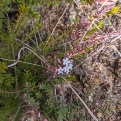 Leucopogon attenuatus at Tennent, ACT - 6 Aug 2022