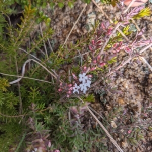 Leucopogon attenuatus at Tennent, ACT - 6 Aug 2022