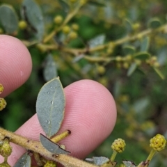 Acacia brachybotrya (Grey Mulga, Grey Wattle) at Mulwala, NSW - 5 Aug 2022 by Darcy