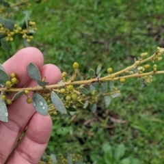 Acacia brachybotrya at Mulwala, NSW - 6 Aug 2022