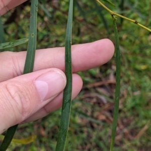 Acacia saligna at Mulwala, NSW - 6 Aug 2022