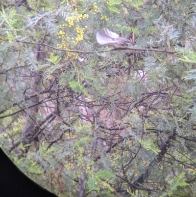 Rhipidura albiscapa (Grey Fantail) at Mulwala, NSW - 6 Aug 2022 by Darcy