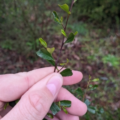 Dodonaea viscosa subsp. cuneata (Wedge-leaved Hop Bush) at Mulwala, NSW - 6 Aug 2022 by Darcy