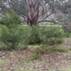 Dodonaea viscosa subsp. cuneata at Mulwala, NSW - 6 Aug 2022