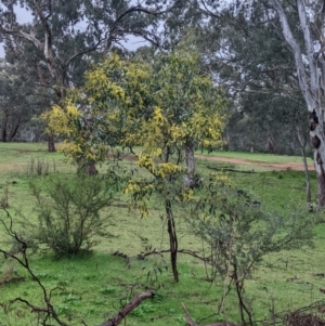 Acacia pycnantha at Mulwala, NSW - 6 Aug 2022