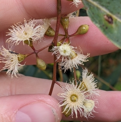 Eucalyptus melliodora (Yellow Box) at Mulwala, NSW - 6 Aug 2022 by Darcy