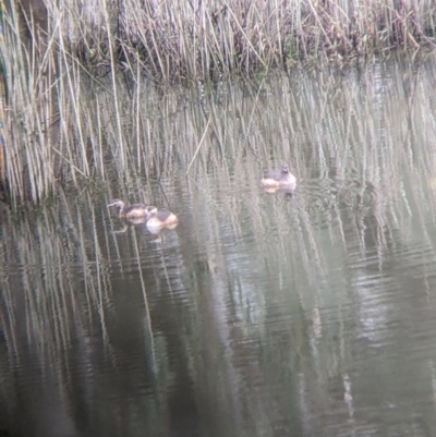 Tachybaptus novaehollandiae (Australasian Grebe) at Mulwala, NSW - 6 Aug 2022 by Darcy