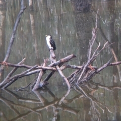 Microcarbo melanoleucos (Little Pied Cormorant) at Mulwala, NSW - 6 Aug 2022 by Darcy