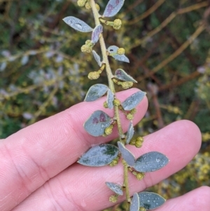 Acacia brachybotrya at Mulwala, NSW - 6 Aug 2022