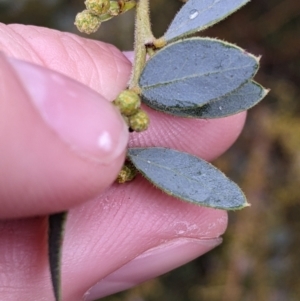 Acacia brachybotrya at Mulwala, NSW - 6 Aug 2022