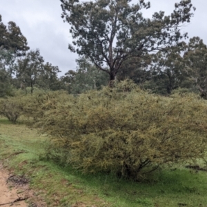 Acacia brachybotrya at Mulwala, NSW - 6 Aug 2022