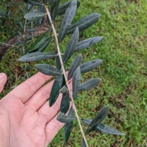 Olea europaea at Mulwala, NSW - 6 Aug 2022