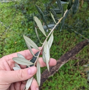 Olea europaea at Mulwala, NSW - 6 Aug 2022