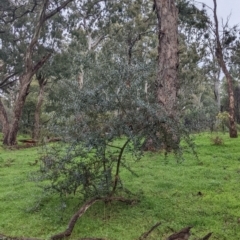 Olea europaea at Mulwala, NSW - 6 Aug 2022