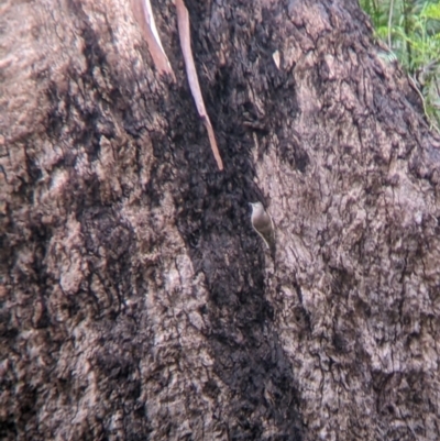 Climacteris picumnus victoriae (Brown Treecreeper) at Mulwala, NSW - 6 Aug 2022 by Darcy