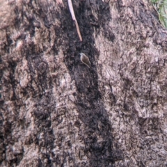 Climacteris picumnus victoriae at Mulwala, NSW - 6 Aug 2022