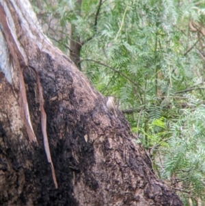 Climacteris picumnus at Mulwala, NSW - 6 Aug 2022