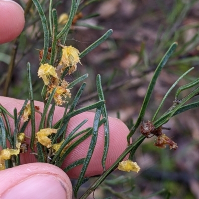 Acacia flexifolia (Bent-leaf Wattle) at Boweya North, VIC - 6 Aug 2022 by Darcy