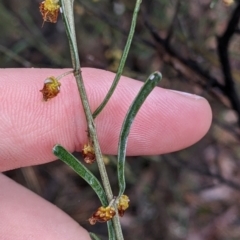 Acacia flexifolia (Bent-leaf Wattle) at Boweya North, VIC - 6 Aug 2022 by Darcy