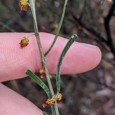 Acacia flexifolia (Bent-leaf Wattle) at Boweya North, VIC - 6 Aug 2022 by Darcy