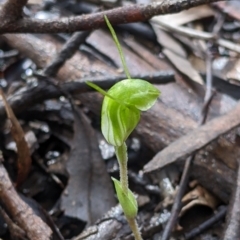 Diplodium nanum (ACT) = Pterostylis nana (NSW) (Dwarf Greenhood, Dwarf Snail Orchid) at Boweya North, VIC - 6 Aug 2022 by Darcy