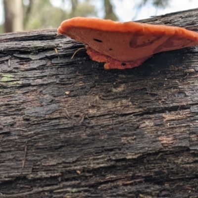 Trametes coccinea (Scarlet Bracket) at Boweya North, VIC - 6 Aug 2022 by Darcy